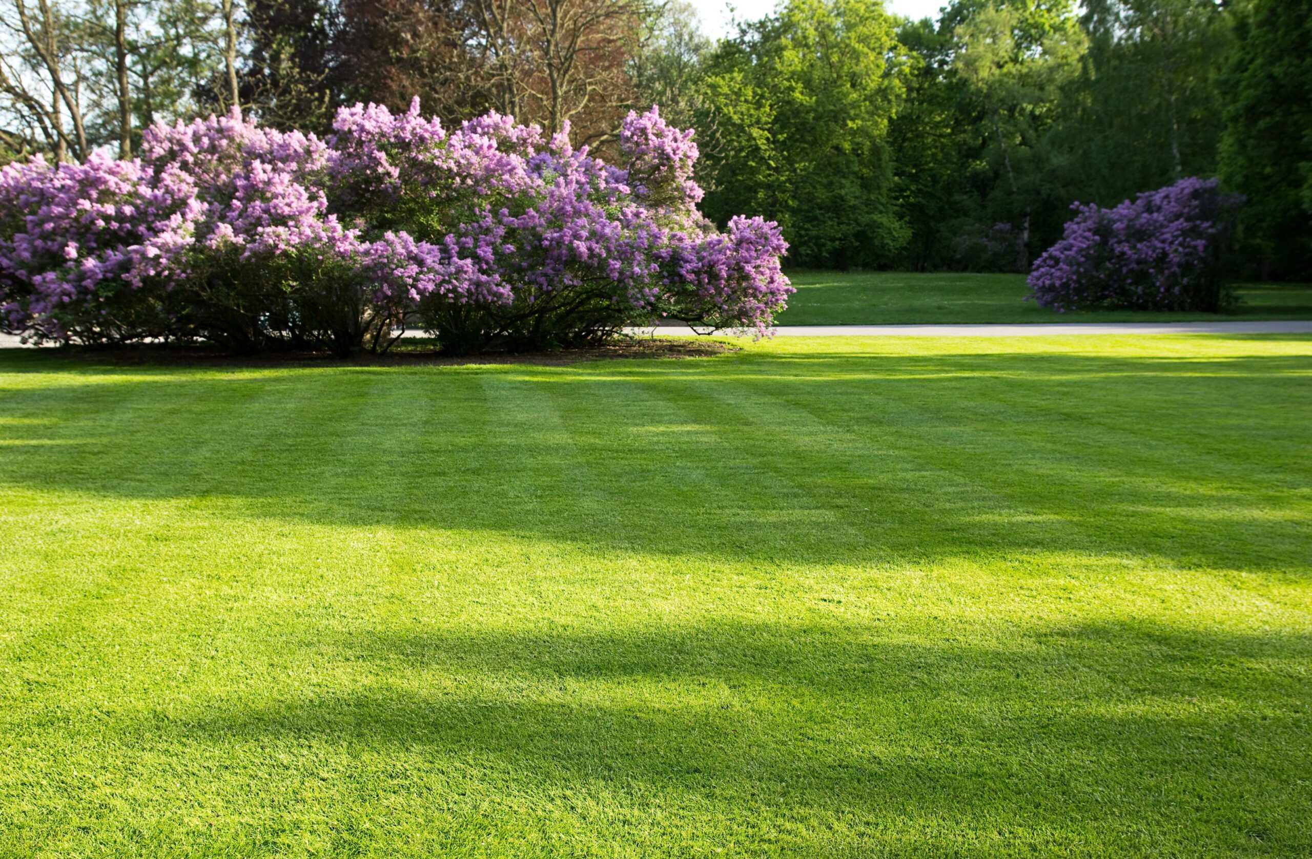 Rasen unkrautfre_wembley_rasen_im_eigenen_garten.
